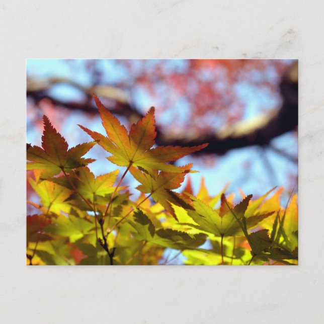 Autumn Light Postcard (Front)