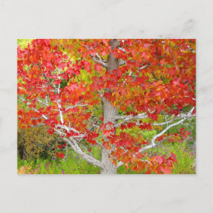 Autumn Liquid Amber Tree Postcard