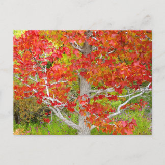 Autumn Liquid Amber Tree Postcard