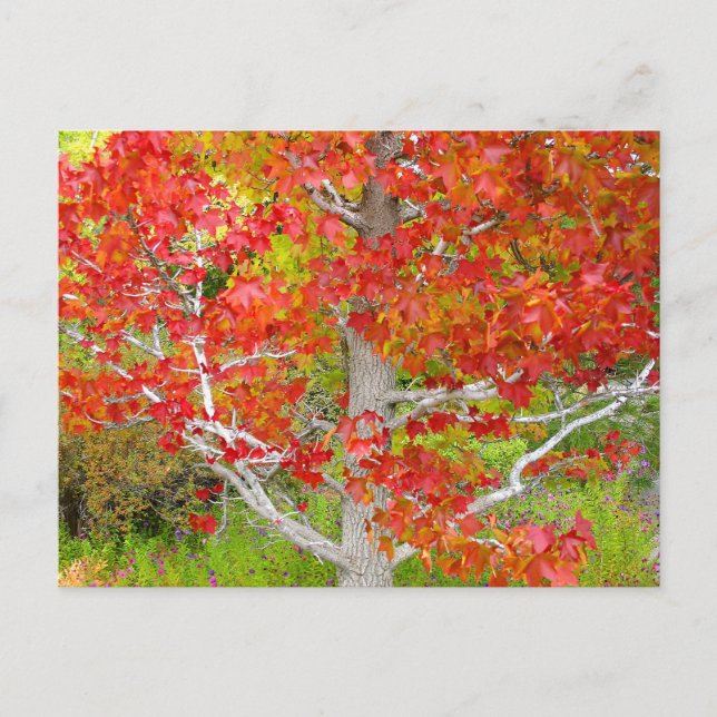 Autumn Liquid Amber Tree Postcard (Front)