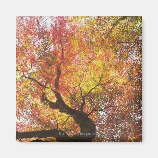 Autumn Magnet (Front)