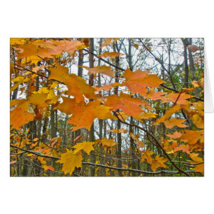 Autumn Maple Foliage