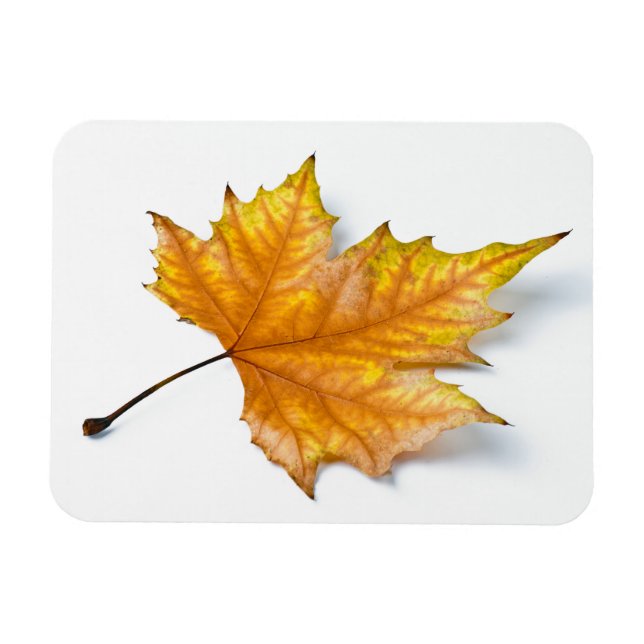 Autumn maple leaf magnet (Horizontal)