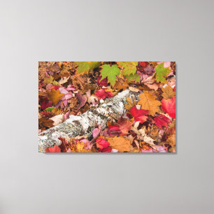 Autumn Maple Leaves Cover Birch Bark On Forest Canvas Print