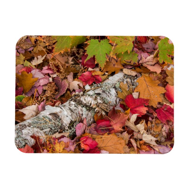 Autumn Maple Leaves Cover Birch Bark On Forest Magnet (Horizontal)
