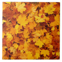 Autumn Maple Leaves