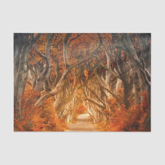 Autumn maple tree forest fall woods foliage tissue paper (Front)