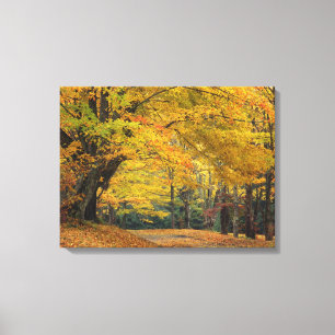 Autumn maple tree overhanging country lane, canvas print