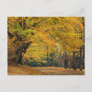 Autumn maple tree overhanging country lane, postcard