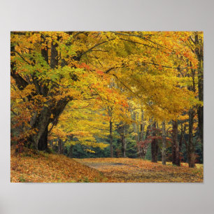 Autumn maple tree overhanging country lane, poster