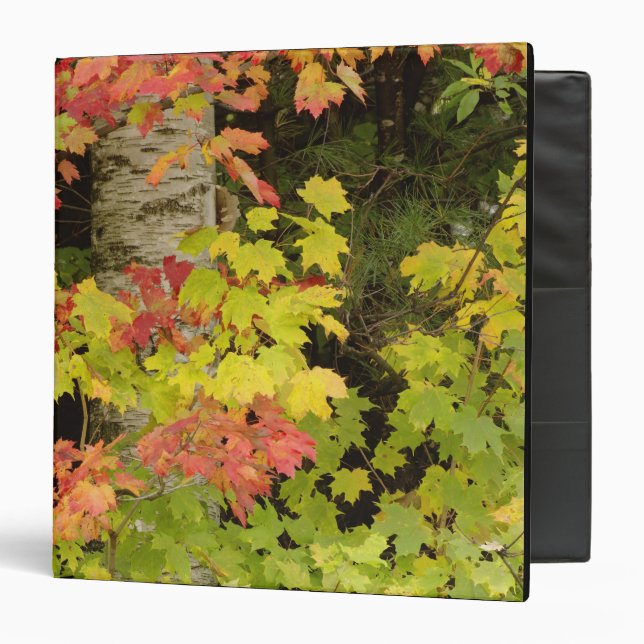 Autumn maple trees and birch tree, White Binder (Front/Inside)
