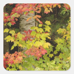 Autumn maple trees and birch tree, White Square Sticker