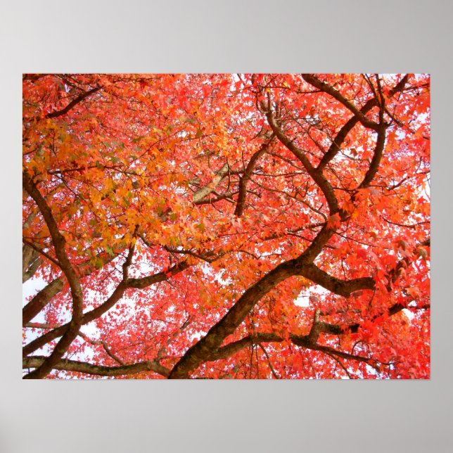 Autumn Maple Trees Print Landscape Poster (Front)