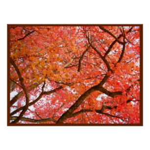 Autumn Maple Trees Print Landscape Poster