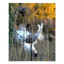 Autumn Milkweed