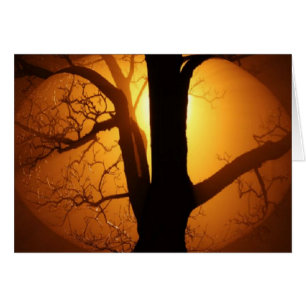 Autumn Moon Shining Through the Tree