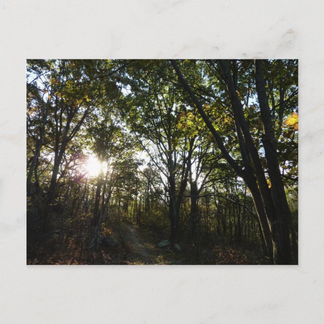 Autumn Morning at Shenandoah National Park Postcard (Front)