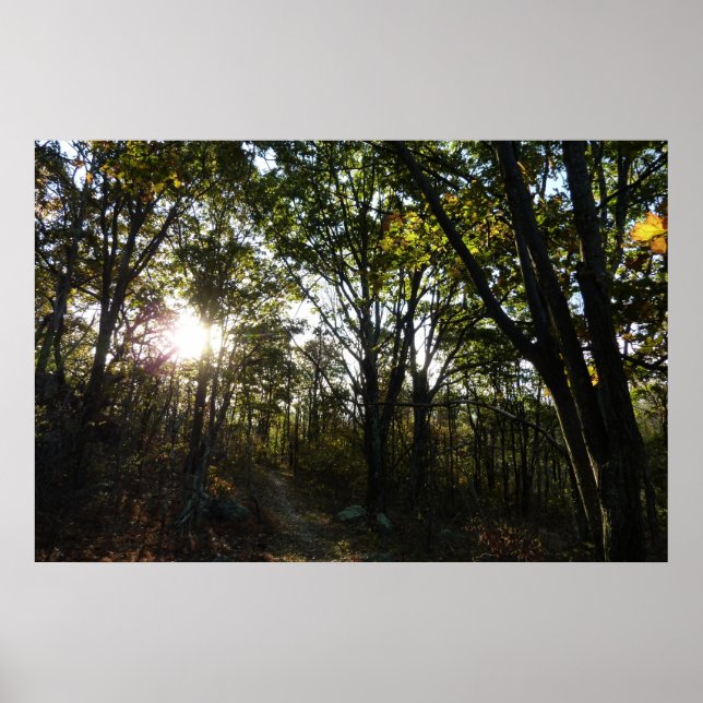 Autumn Morning at Shenandoah National Park Poster (Front)