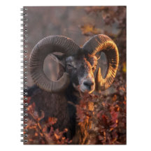 Autumn Mouflon Ram Original Wildlife Photography