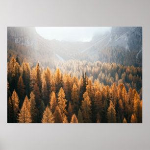 Autumn Mountain View With Yellow Larches  Poster