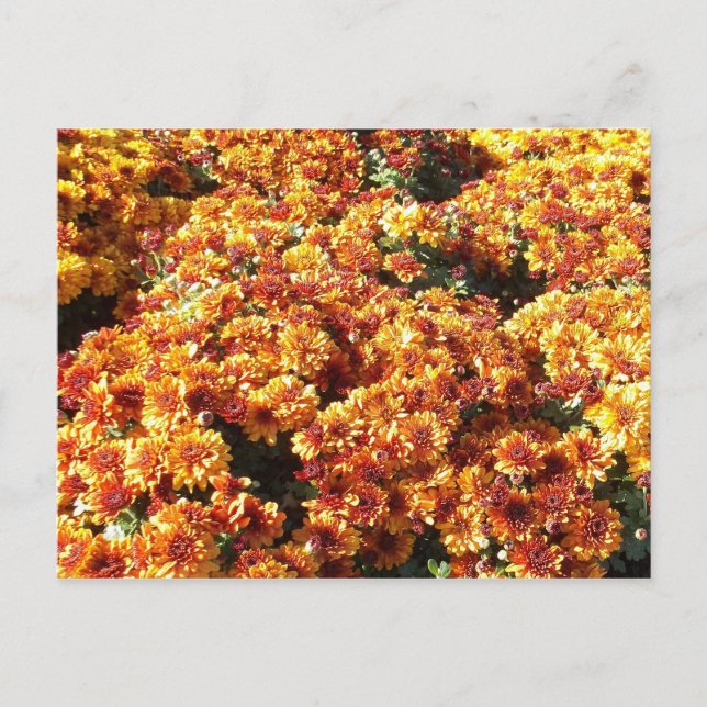 Autumn Mums Postcard (Front)