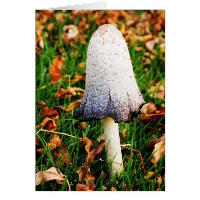 Autumn Mushroom (Front)