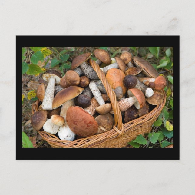 autumn mushrooms postcard (Front)