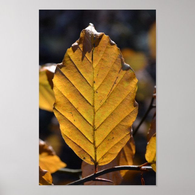 Autumn Oak Leaf Poster (Front)