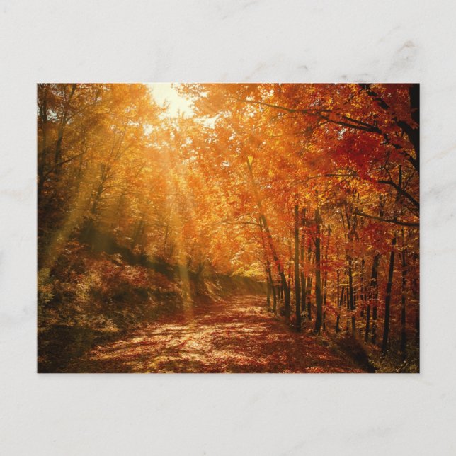Autumn Orange Brown Trees Forest Nature Photograph Postcard (Front)