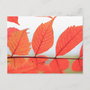 Autumn Orange Leaves Postcard