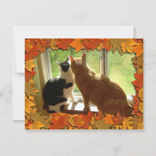 Autumn Orange Tabby Cats (Front)