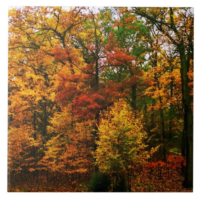 Autumn Orange Trees Tile (Front)
