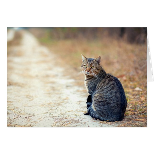 Autumn Path Tabby (Front Horizontal)