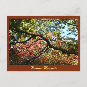 Autumn Photo Postcard