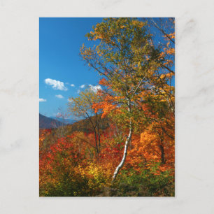 Autumn Pictures Postcard