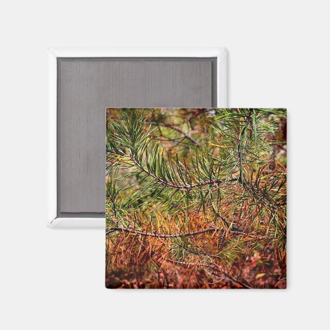 Autumn Pine Needles  Magnet (Front/Back)