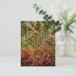 Autumn Pine Needles  Postcard