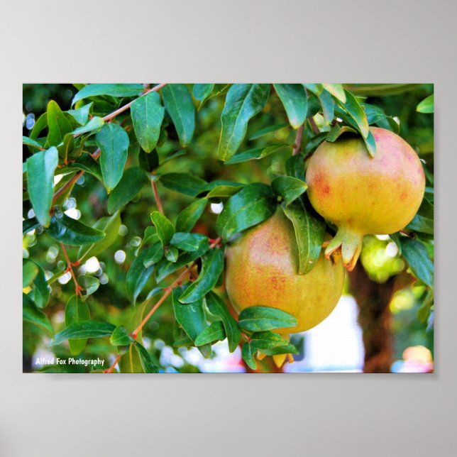 Autumn Pomegranates Poster (Front)