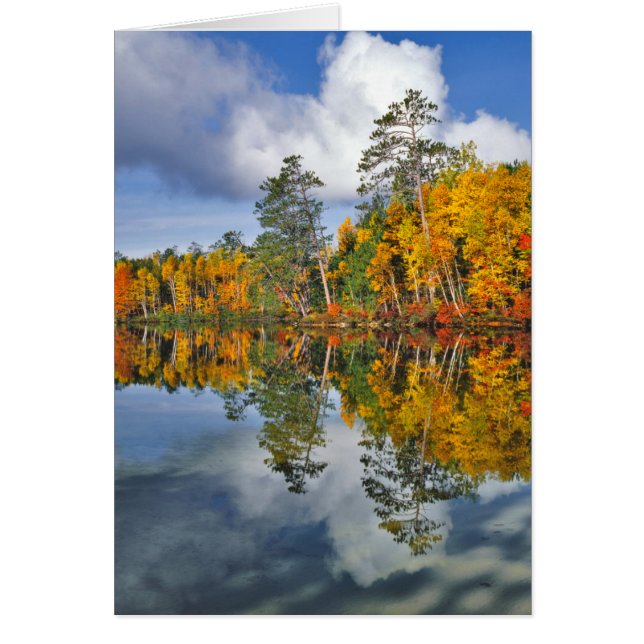 Autumn pond reflections, Maine (Front)
