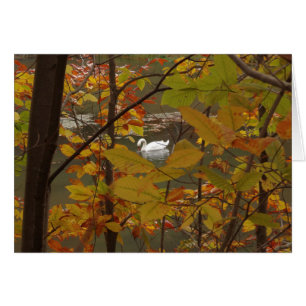 Autumn Pond with Swan