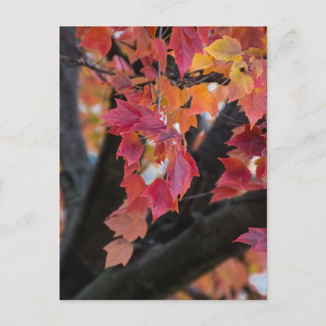 Autumn Postcard (Front)