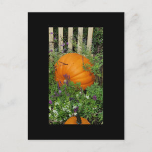 Autumn Pumpkin garden Post Card