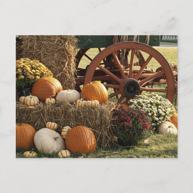 Autumn Pumpkins And Mum Display Postcard (Front)