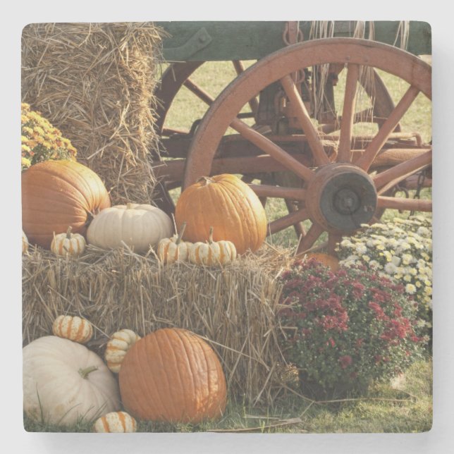 Autumn Pumpkins And Mum Display Stone Coaster (Front)