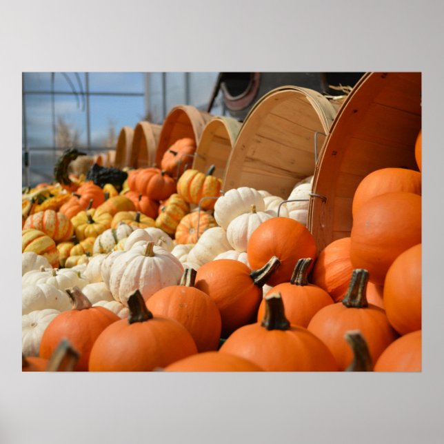 Autumn Pumpkins Poster (Front)