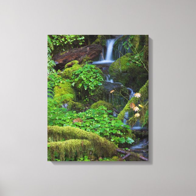 Autumn Rainforest | Olympic National Park Canvas Print (Front)