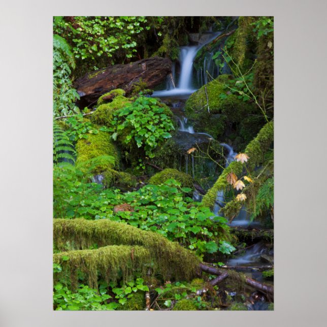 Autumn Rainforest | Olympic National Park Poster (Front)