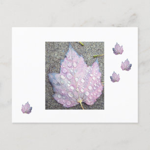 Autumn Rains 2 Postcard