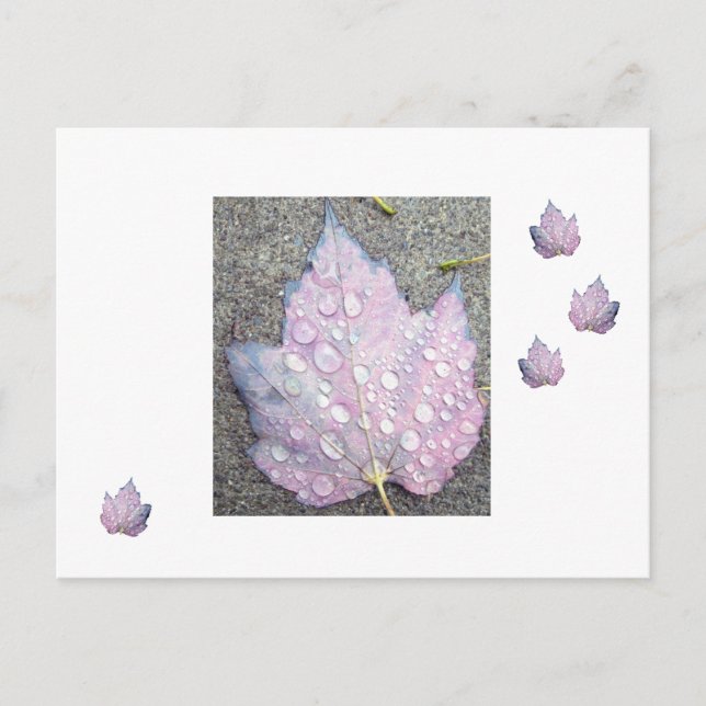 Autumn Rains 2 Postcard (Front)