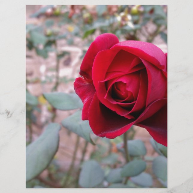 Autumn red rose (Front)